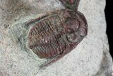 Red Aulacopleura & Leonaspis Trilobites - Hmar Laghdad, Morocco #82973-4
